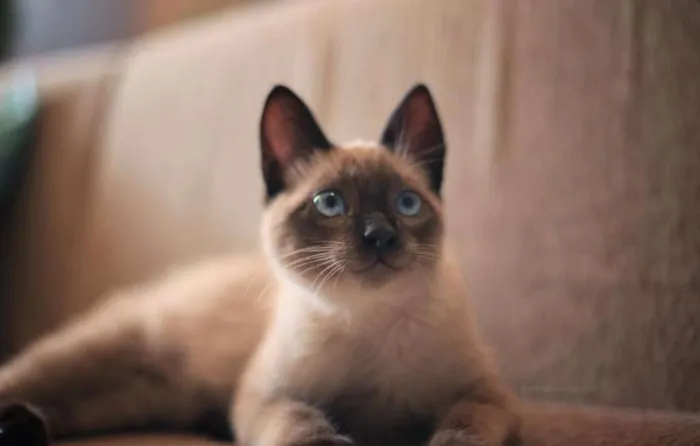 Gato ra a Siamês idade 2 a 6 meses nome sem nome 