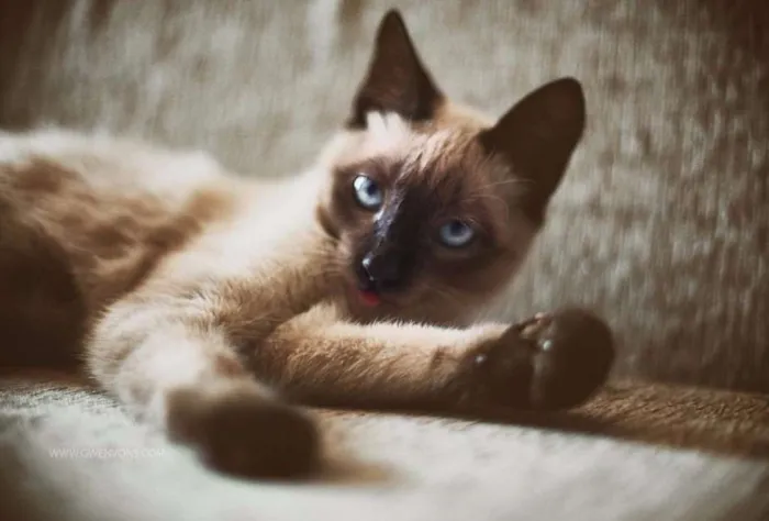 Gato ra a Siamês idade 2 a 6 meses nome sem nome 