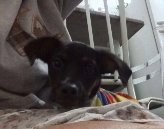 Cachorro ra a sem raça definida  idade 7 a 11 meses nome sem nome 