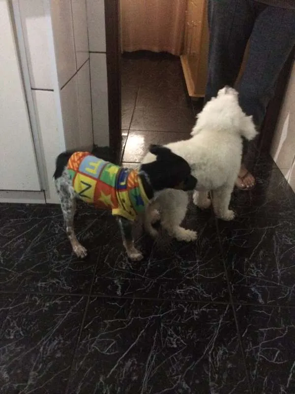 Cachorro ra a sem raça definida  idade 7 a 11 meses nome sem nome 