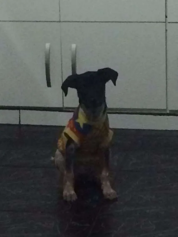 Cachorro ra a sem raça definida  idade 7 a 11 meses nome sem nome 
