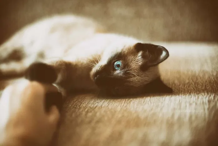 Gato ra a Siamês idade 2 a 6 meses nome sem nome 