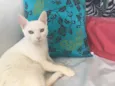 Armani