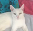 Armani