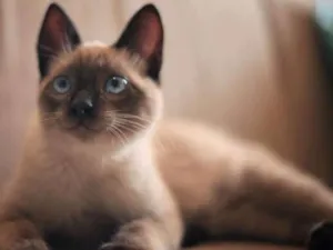 Gato raça Siamês idade 2 a 6 meses nome sem nome 