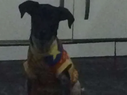Cachorro ra a sem raça definida  idade 7 a 11 meses nome sem nome 