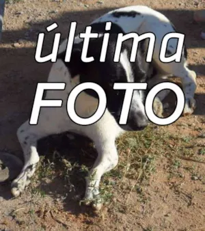 Cachorro raça SRD idade 5 anos nome Nina