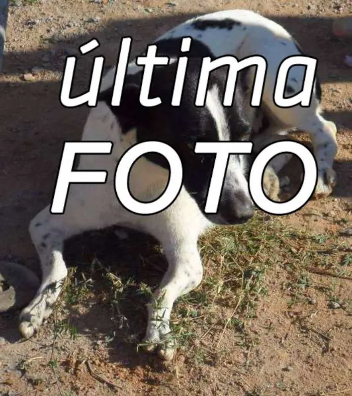 Cachorro ra a SRD idade 5 anos nome Nina