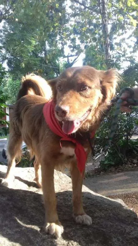 Cachorro ra a SRD idade 3 anos nome Bebê
