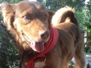 Cachorro raça SRD idade 3 anos nome Bebê