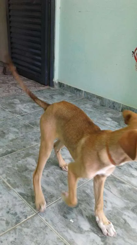 Cachorro ra a VIRA LATA idade 2 a 6 meses nome THOR