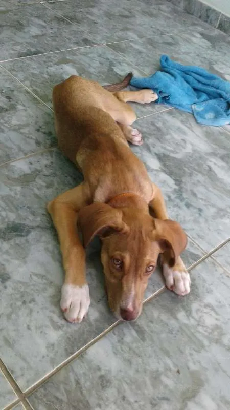Cachorro ra a VIRA LATA idade 2 a 6 meses nome THOR