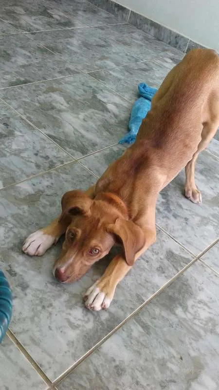 Cachorro ra a VIRA LATA idade 2 a 6 meses nome THOR