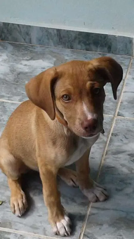 Cachorro ra a VIRA LATA idade 2 a 6 meses nome THOR