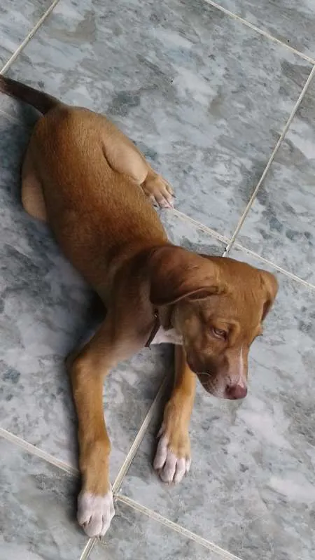 Cachorro ra a VIRA LATA idade 2 a 6 meses nome THOR