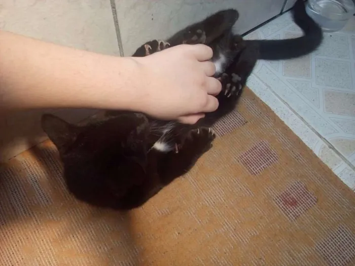 Gato raça Vira-Lata idade 2 a 6 meses nome Matias