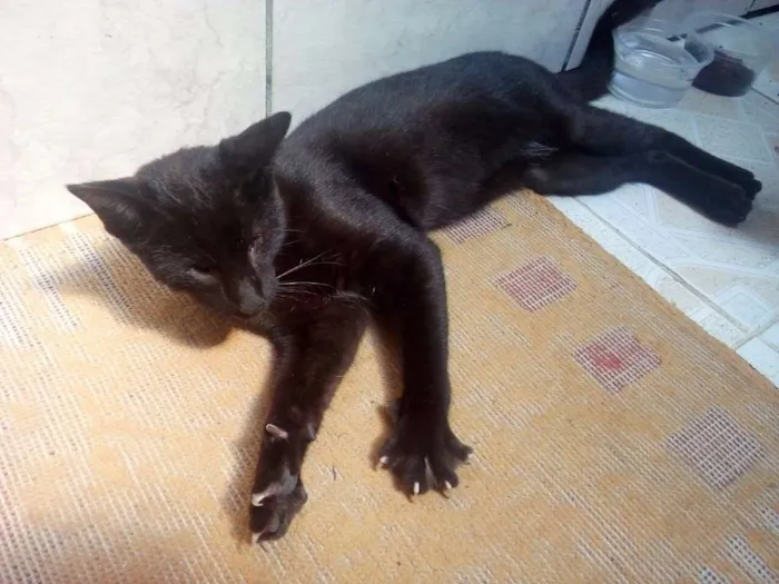 Gato raça Vira-Lata idade 2 a 6 meses nome Matias