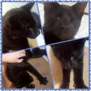 Gato raça Vira-Lata idade 2 a 6 meses nome Matias