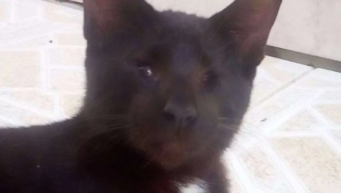 Gato raça Vira-Lata idade 2 a 6 meses nome Matias