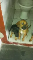 Marrom e Neguinha