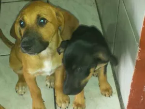 Cachorro raça Vira lata  idade 2 a 6 meses nome Marrom e Neguinha 