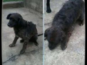 Cachorro raça srd idade  nome Ludmila