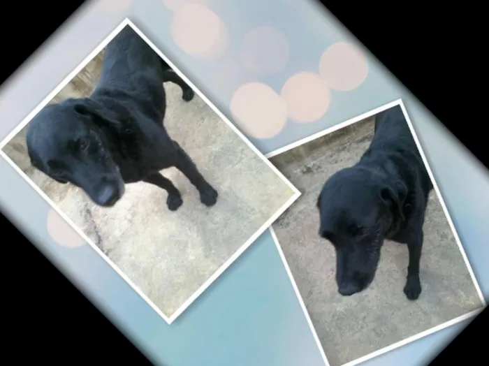 Cachorro ra a srd idade  nome Pretinha