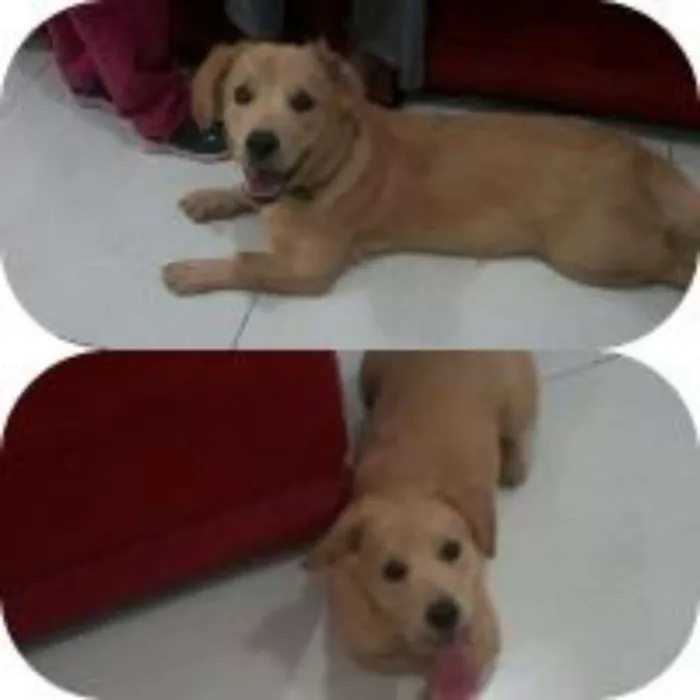 Cachorro ra a VIRA LATA idade 7 a 11 meses nome ARLO