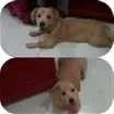 Cachorro raça VIRA LATA idade 7 a 11 meses nome ARLO