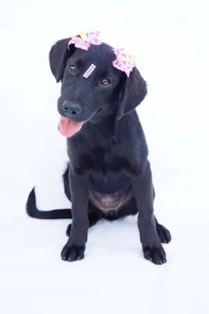 Cachorro raça SRD idade 2 a 6 meses nome Brisa