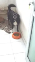 Pimpolho