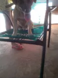 Fido,Thor