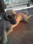Fido,Thor