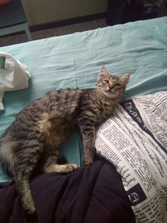 Gato ra a Srd idade 2 a 6 meses nome Taissa