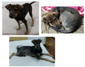 Cachorro raça SRD idade 2 a 6 meses nome Dodo