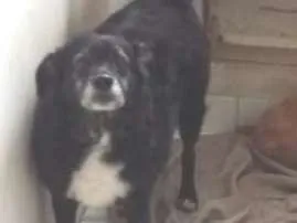 Cachorro raça SRD idade 6 ou mais anos nome Pimpolho