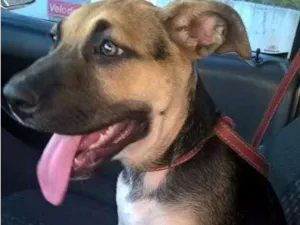 Cachorro raça mix fila idade Abaixo de 2 meses nome kiara