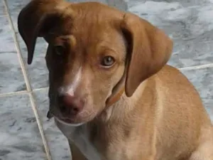 Cachorro raça VIRA LATA idade 2 a 6 meses nome THOR