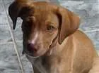 Cachorro raça VIRA LATA idade 2 a 6 meses nome THOR