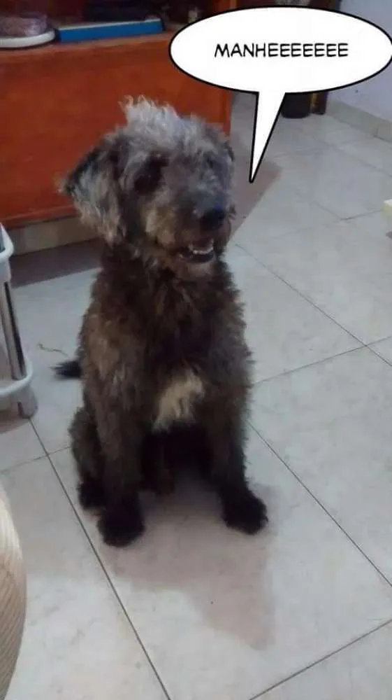 Cachorro ra a Srd (poodle com labrador) idade 4 anos nome Thor