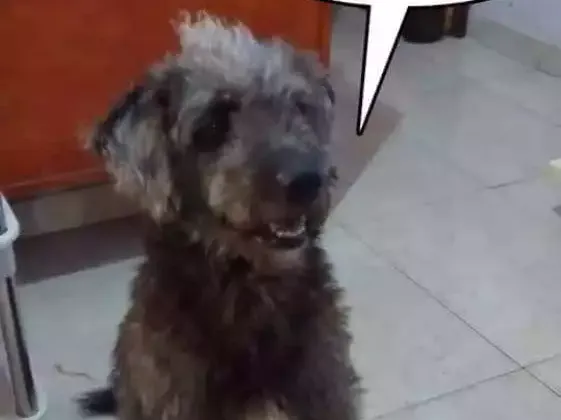 Cachorro ra a Srd (poodle com labrador) idade 4 anos nome Thor