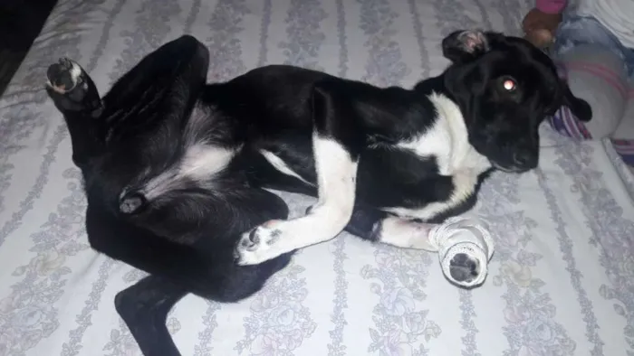 Cachorro ra a srd idade 2 anos nome paçoca