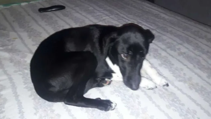 Cachorro ra a srd idade 2 anos nome paçoca