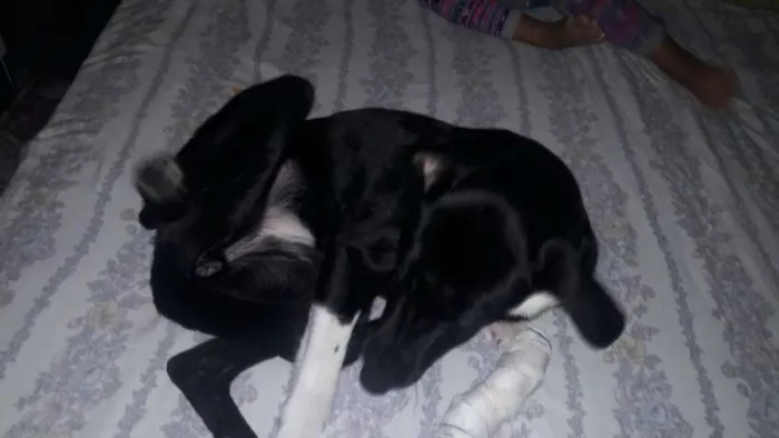 Cachorro ra a srd idade 2 anos nome paçoca