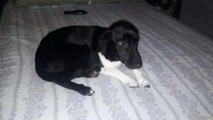 Cachorro ra a srd idade 2 anos nome paçoca