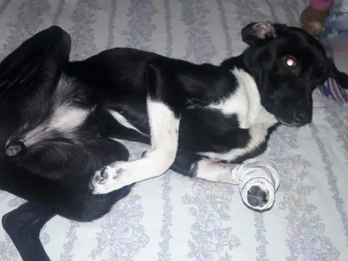 Cachorro ra a srd idade 2 anos nome paçoca