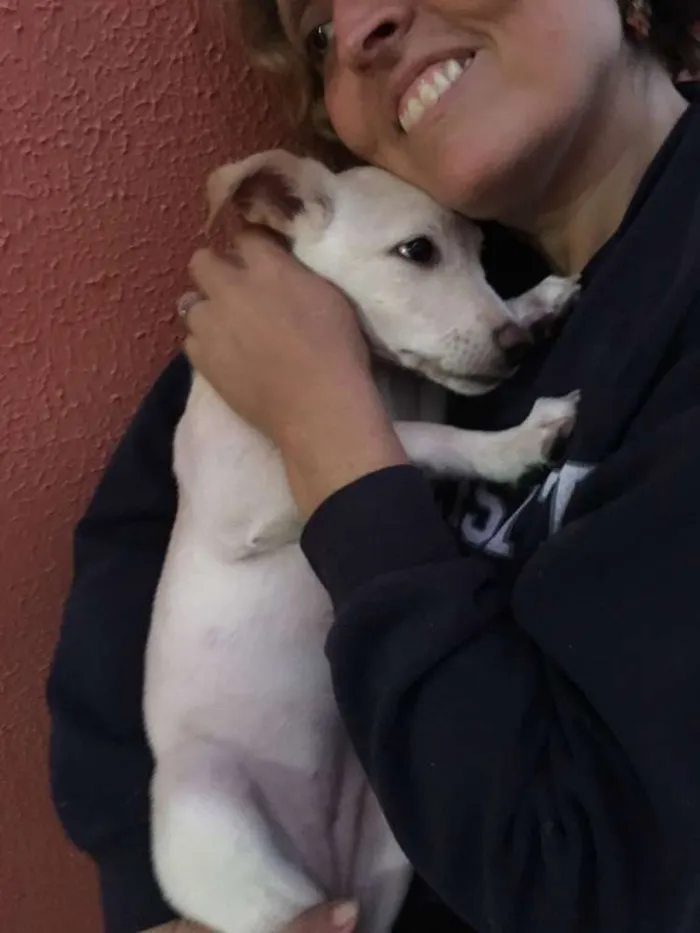 Cachorro ra a srs idade 2 a 6 meses nome pipoca