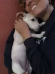 pipoca