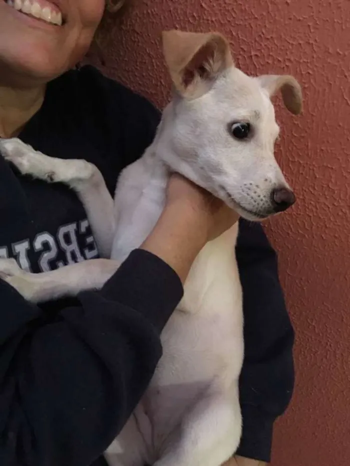Cachorro ra a srs idade 2 a 6 meses nome pipoca