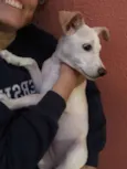 pipoca